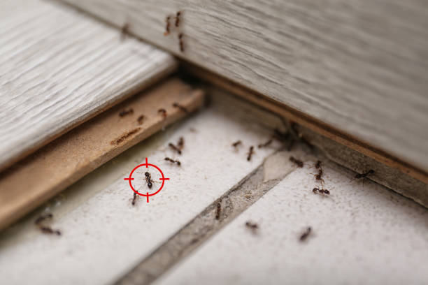 Best Pest Removal Services  in Caro, MI