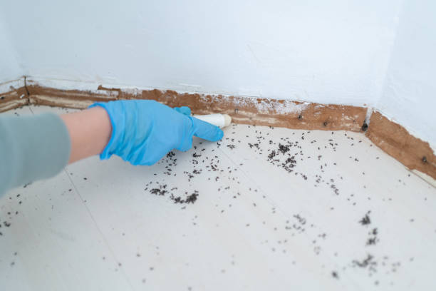 Best Best Pest Control Companies  in Caro, MI